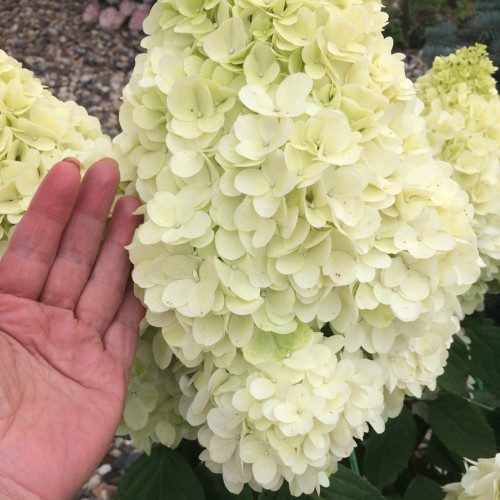 Hydrangea paniculata 'Polar Bear' - Aedhortensia 'Polar Bear' C2/2L